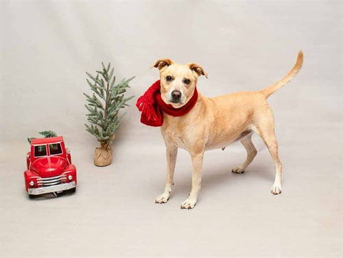 Photo of Niki, adoptable senior Labrador Retriever in Sanford, Florida