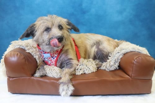Photo of Lexie, adoptable senior Terrier in League City, Texas