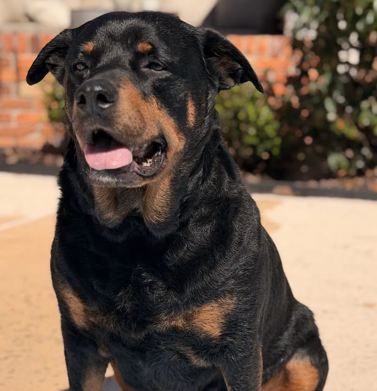 Photo of Doris, adoptable senior Rottweiler in Jesup, Georgia