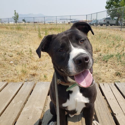 Fernando, adoptable senior Labrador Retriever in Yreka, CA