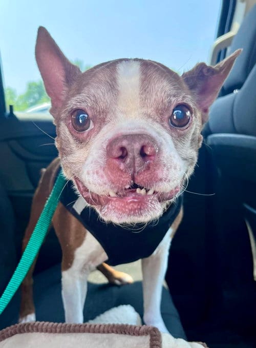 Photo of Murphy - HOSPICE FOSTER, adoptable senior Boston Terrier in Plano, Texas