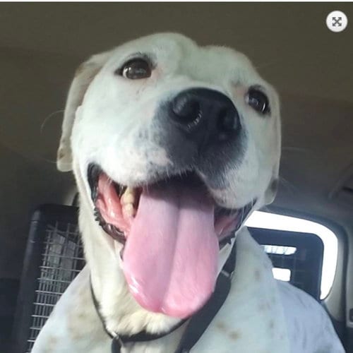 Willamena, adoptable senior American Bulldog in Alpharetta, GA