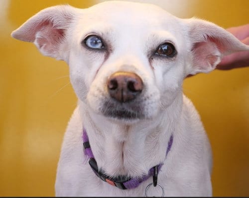 Jillie, adoptable senior Chihuahua in San Diego, CA