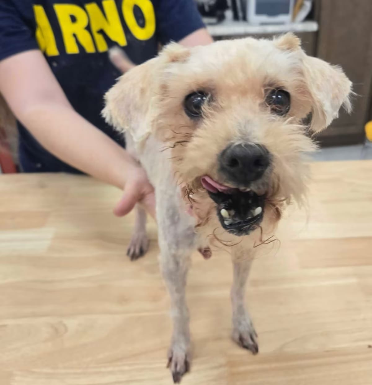 Photo of Mrs. Burtha, adoptable senior Poodle (Standard) in New Orleans, Louisiana