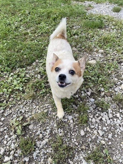 Photo of Rowdy, adoptable senior Chihuahua in Fort Wayne, Indiana