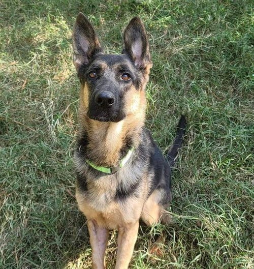 Photo of Stella, adoptable senior German Shepherd Dog in La Grange, North Carolina
