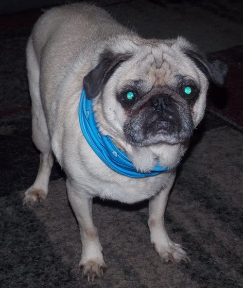 Photo of Marty, adoptable senior Pug in Indianapolis, Indiana