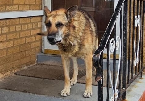 Photo of Rocky, adoptable senior German Shepherd Dog in Chicago, Illinois