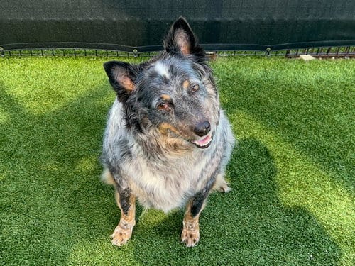 Photo of Baby Girl, adoptable senior Australian Cattle Dog/Blue Heeler in Orange, California