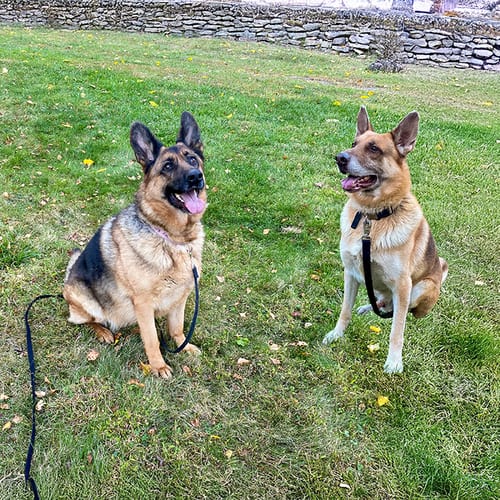 Photo of Harley (with Joker), adoptable senior German Shepherd Dog in Millburn, New Jersey