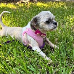 Photo of Zora, adoptable senior Shih Tzu in Irmo, South Carolina
