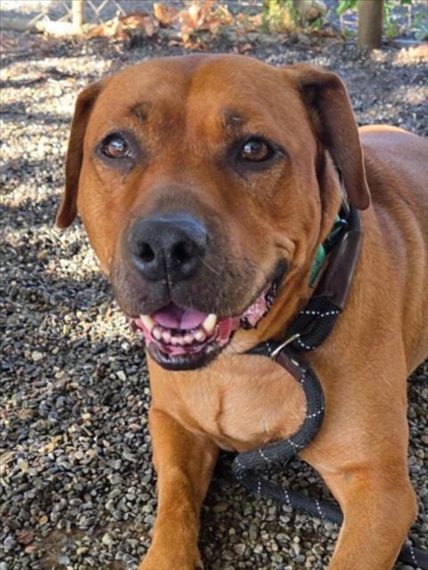 Photo of Summer, adoptable senior Labrador Retriever in Woodland, California