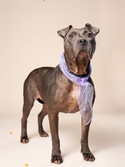 Photo of Mazie, adoptable senior dog in Atlanta, Georgia