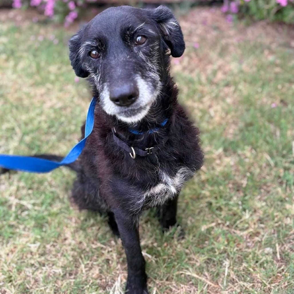 Photo of Greta, adoptable senior Mixed Breed (Medium) in Dallas, Texas