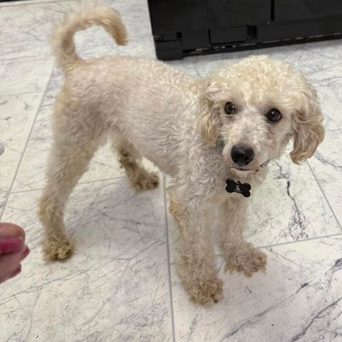 Photo of Addy, adoptable senior Poodle (Miniature) in Spring Lake, North Carolina
