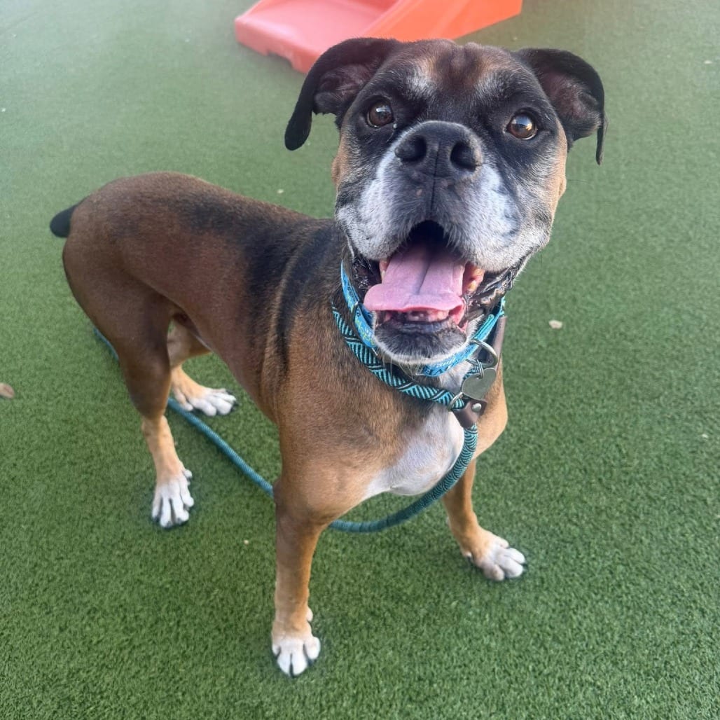 Photo of Barkley 15933, adoptable senior Boxer in Phoenix, Arizona