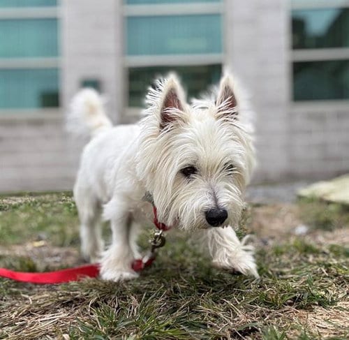 Photo of Milo, adoptable senior West Highland White Terrier Westie in Boston, Massachusetts
