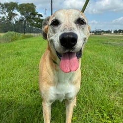 Photo of Dandy JuM, adoptable senior Labrador Retriever Catahoula Leopard Dog in Richfield, Minnesota