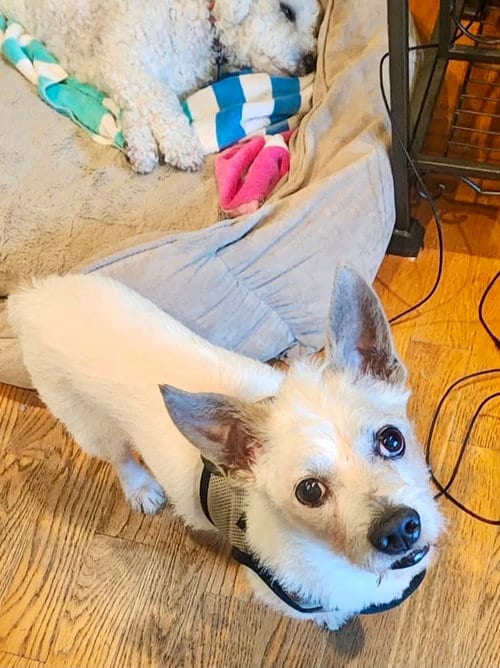 Photo of Moe, adoptable senior West Highland White Terrier Westie in Germantown, Ohio