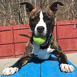 Photo of Bucky, adoptable senior Pit Bull Terrier in Carmel, New York