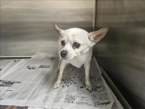 Photo of Chica, adoptable senior Chihuahua in Los Angeles, California