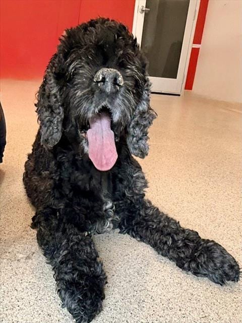 Photo of Timothy, adoptable senior Cocker Spaniel in Dedham, Massachusetts
