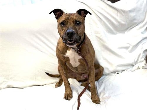 Photo of Mac Daddy, adoptable senior Boxer in Ukiah, California