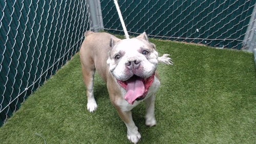 Photo of Blu, adoptable senior English Bulldog in Downey, California