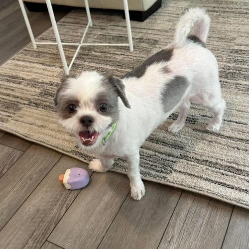 Photo of Carolina, adoptable senior Shih Tzu in Spring Lake, North Carolina