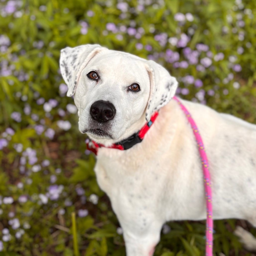 Photo of Vinnie, adoptable senior Mixed Breed (Large) in Nashville, Indiana