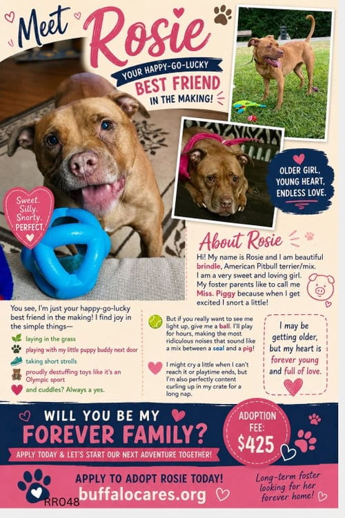 Photo of Rosie, adoptable senior American Pit Bull Terrier in Tonawanda, New York