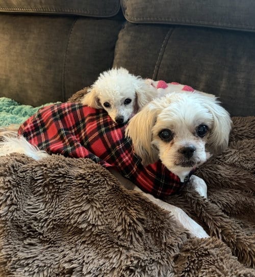Photo of Bonded- Jasper and Chloe, adoptable senior Shih Tzu in Sequim, Washington