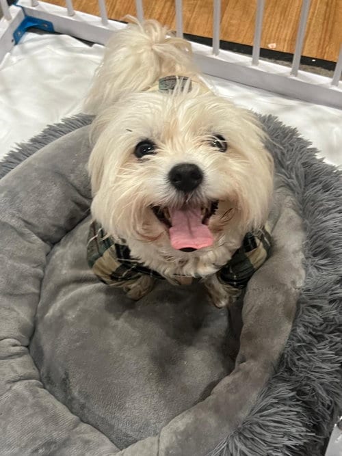 Photo of Fluffy, adoptable senior Shih Tzu in Margate, Florida