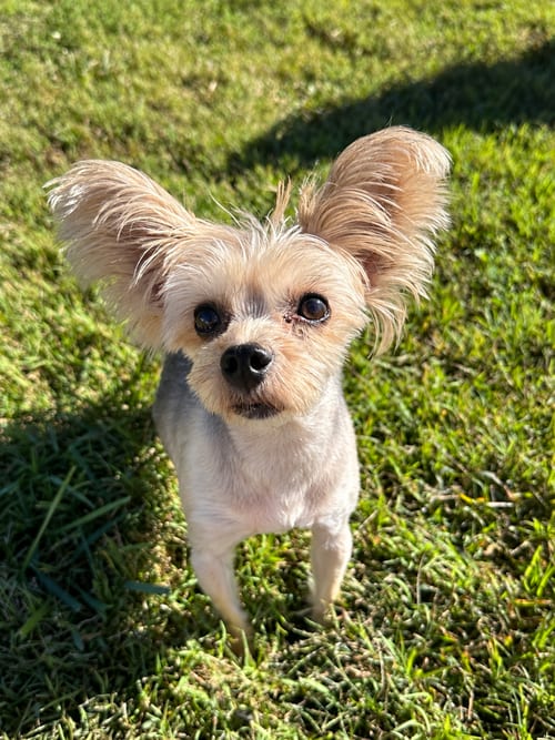 Photo of Marcel Sep 26, adoptable senior Yorkshire Terrier Yorkie in Pacolet, South Carolina