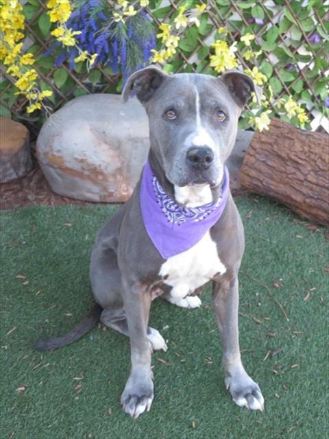 Photo of Bean, adoptable senior American Pit Bull Terrier in Oklahoma City, Oklahoma