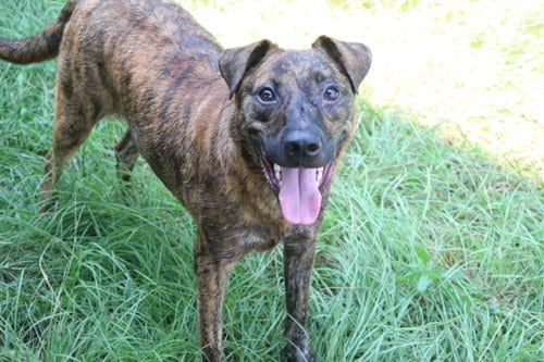 Little Debbie, adoptable senior Plott Hound in Jackson, MS