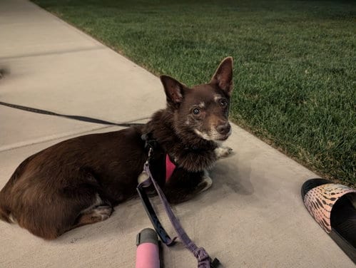 Photo of Dekker, adoptable senior Chihuahua in Sandy, Utah
