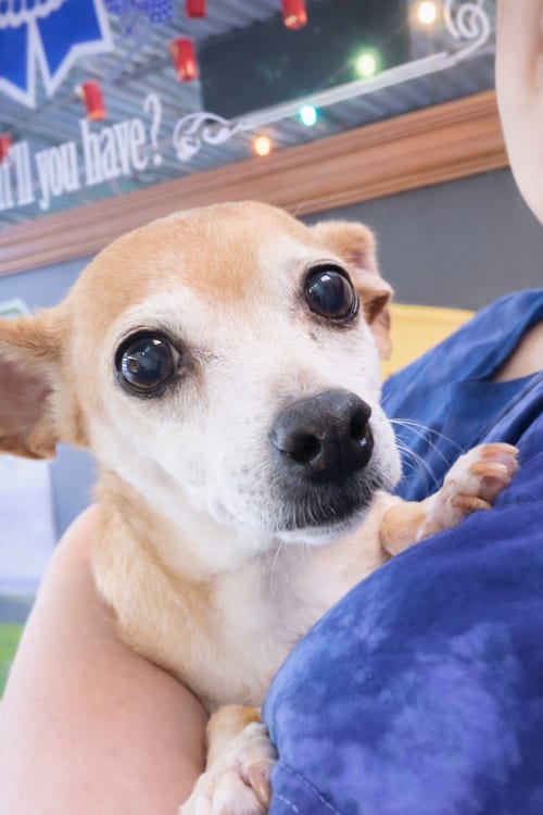 Photo of Sugar Chi, adoptable senior Chihuahua in Thomasville, North Carolina