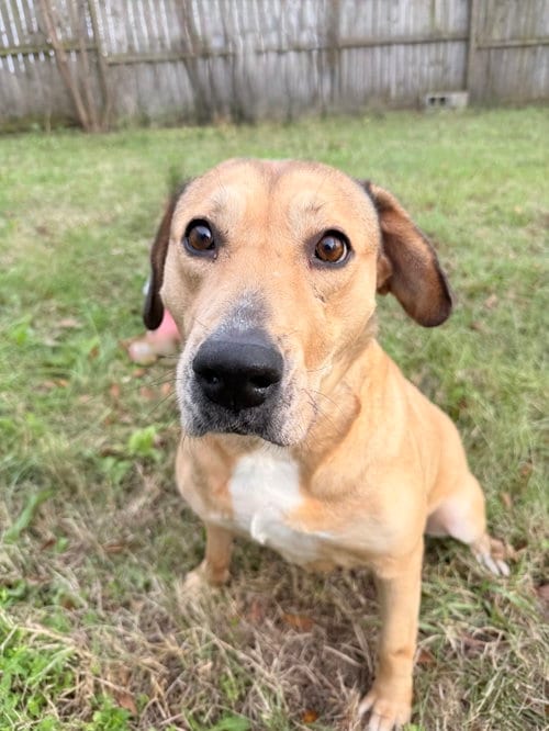 Photo of Adele, adoptable senior Labrador Retriever in Jackson, Mississippi