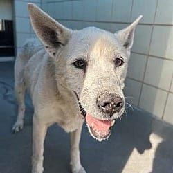 Photo of Martha, adoptable senior Labrador Retriever German Shepherd Dog in EAST FALMOUTH, Massachusetts