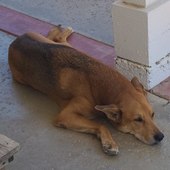 Photo of Zeus, adoptable senior Shepherd, German / Husky in Oceanside, California