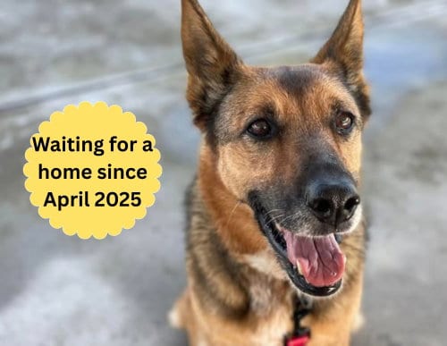 Photo of Maya, adoptable senior German Shepherd Dog in Elk Grove, California
