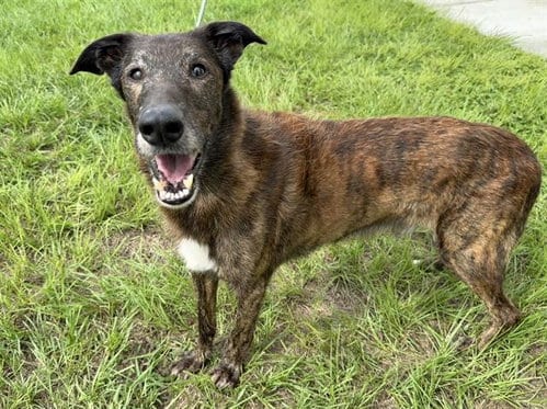 Photo of Elmer, adoptable senior Irish Wolfhound in Ocala, Florida
