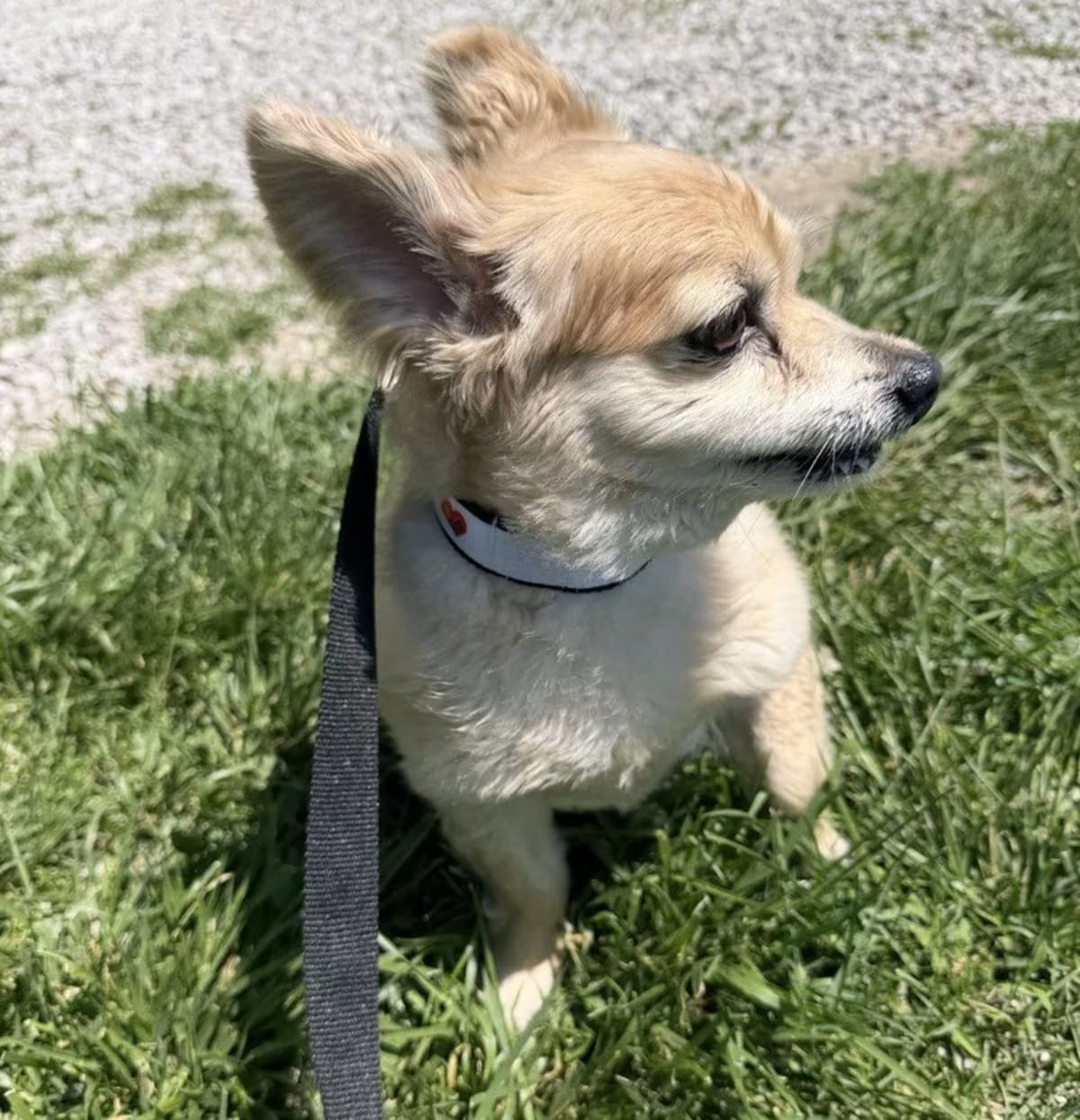 Photo of Murphy, adoptable senior Papillon in Waterloo, Illinois