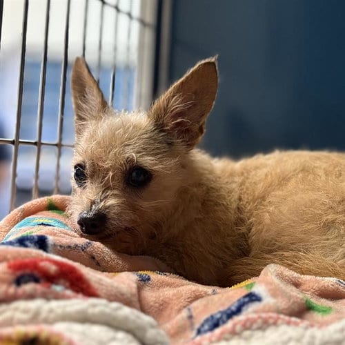 Photo of Wanda, adoptable senior Chihuahua in Camarillo, California