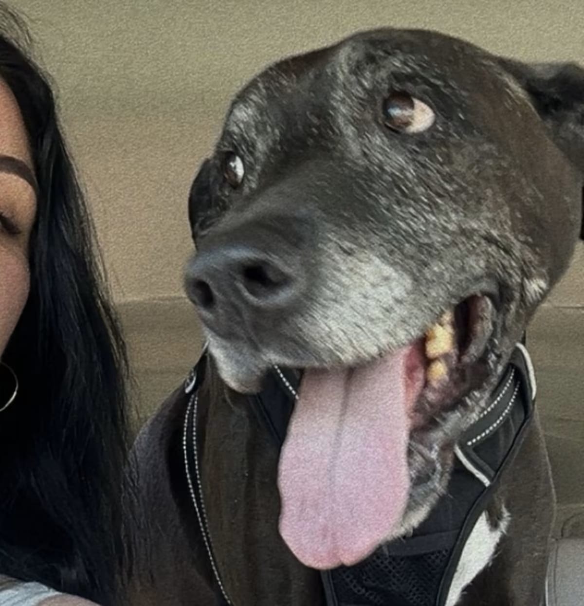 Photo of Prince, adoptable senior Labrador Retriever/Great Dane in Los Angeles, California