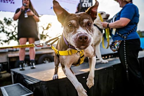 Photo of Forest, adoptable senior American Pit Bull Terrier in Fort Collins, Colorado