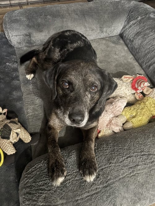 Photo of Rocco (10yo, 38lbs), adoptable senior Hound in Hinton, West Virginia