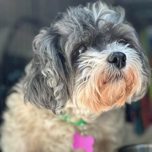 Photo of Maggie, adoptable senior Shih Tzu in Spring Lake, North Carolina