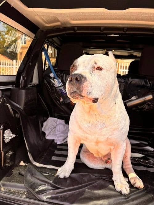 Photo of Senior Rocko, adoptable senior Pit Bull Terrier in Chula Vista, California